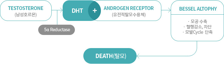 테스토스테론(T) → 5α 환원효소  → 디하이드로테스토스테론(DHT)